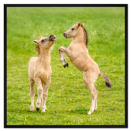 Gerahmter Kunstdruck Zwei Fohlen spielen miteinander