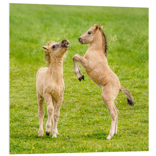 PVC-taulu Two foals are playing with each other