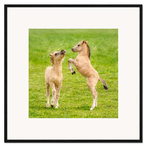Ingelijste kunstdruk Two foals are playing with each other