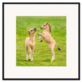 Ingelijste kunstdruk Two foals are playing with each other