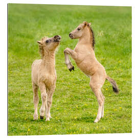 Gallery print Two foals are playing with each other