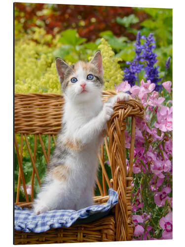 Aluminium print Cute kitten in the flower garden