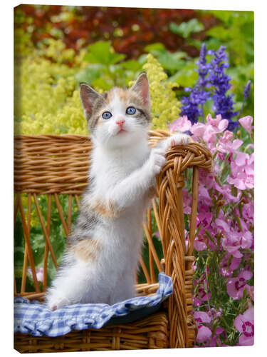 Canvas print Cute kitten in the flower garden