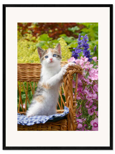 Ingelijste kunstdruk Cute kitten in the flower garden