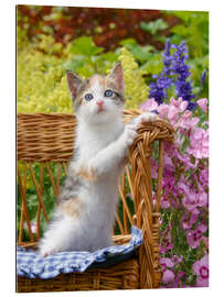 Gallery print Cute kitten in the flower garden