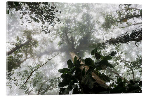 Acrylic print Fog in the Amazon rainforest