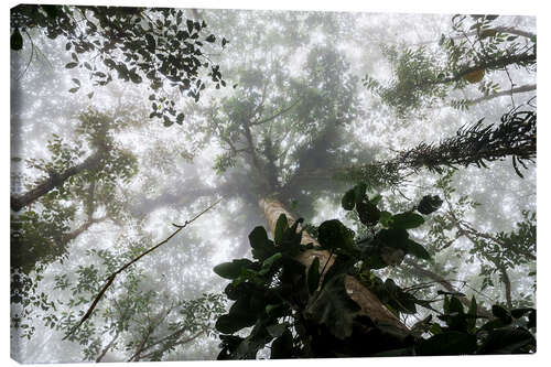 Canvas-taulu Fog in the Amazon rainforest