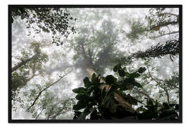 Gerahmter Kunstdruck Nebel im Amazonas-Regenwald