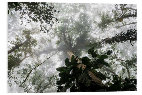 Tableau en PVC Brouillard dans la forêt amazonienne