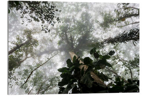 Gallery print Fog in the Amazon rainforest