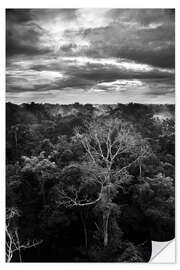 Naklejka na ścianę Dramatic sky over the Amazon