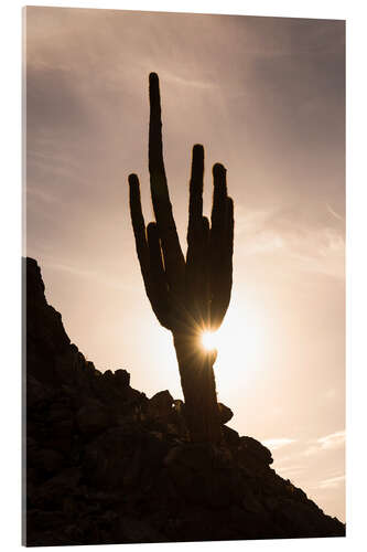 Quadro em acrílico Cacto ao pôr do sol com a estrela do sol