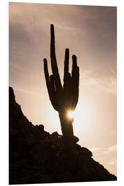 Foam board print Cactus at sunset with Sun Star