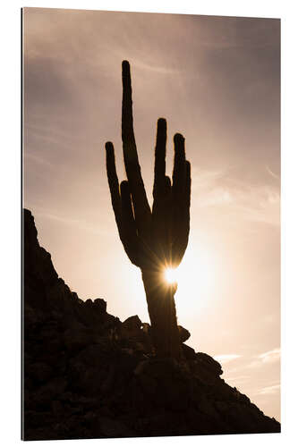 Tableau en plexi-alu Cactus au coucher du soleil avec Sun Star