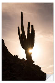 Selvklæbende plakat Cactus at sunset with Sun Star