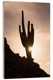 Trebilde Cactus at sunset with Sun Star