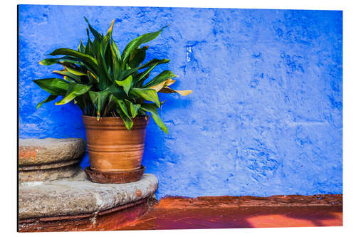 Aluminiumsbilde Green Pot Plant with Bright Blue Wall Background