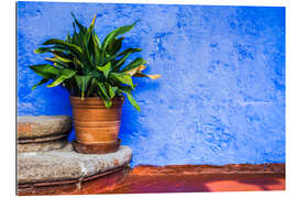 Gallery print Green Pot Plant with Bright Blue Wall Background