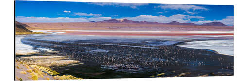 Aluminiumsbilde Flamingos in a lake in the Altiplano of Bolivia