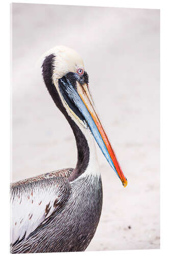 Acrylglas print Colourful Pelican Portrait