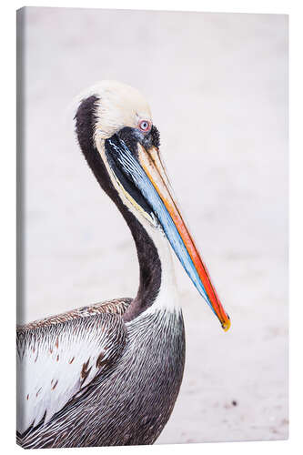 Lerretsbilde Colourful Pelican Portrait