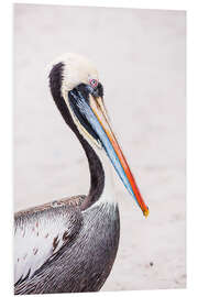 Foam board print Colourful Pelican Portrait