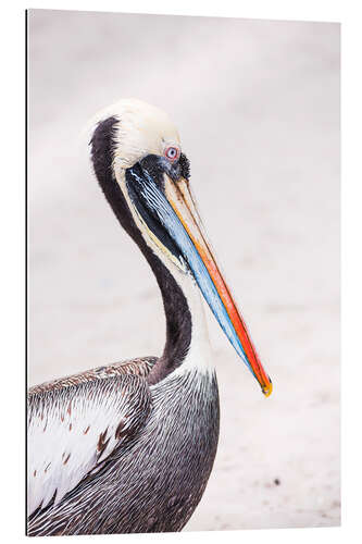 Gallery print Colourful Pelican Portrait