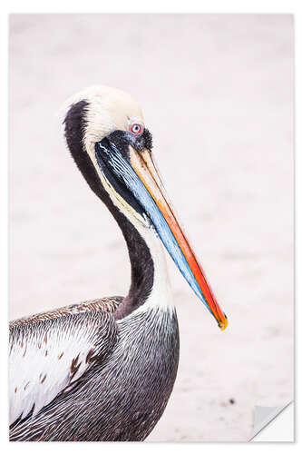 Naklejka na ścianę Colourful Pelican Portrait