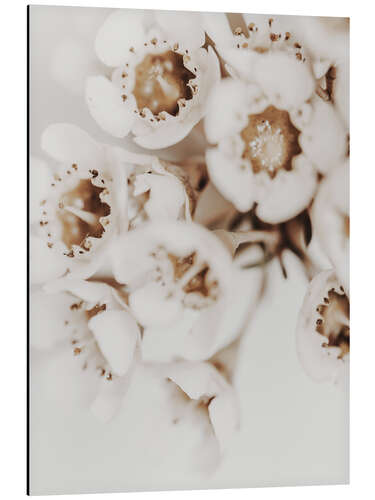 Aluminium print White flower I.