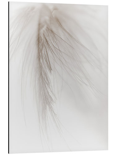 Aluminium print White feather I.