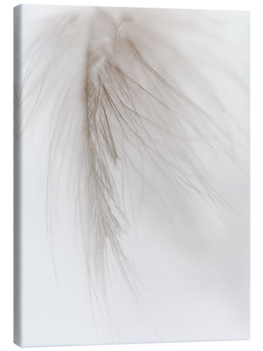 Canvas print White feather I.