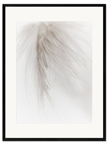 Plakat artystyczny premium w ramie White feather I.