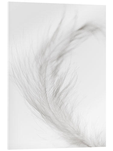 Akrylglastavla White feather II