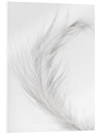 Akrylglastavla  White feather II - Magda Izzard