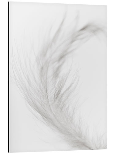 Aluminium print White feather II