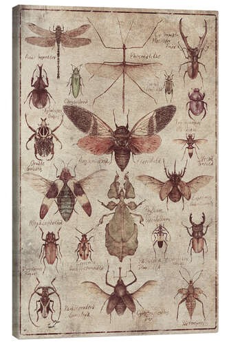 Canvas print Insects I