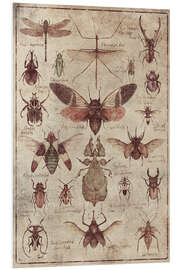 Foam board print Insects I