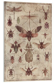 Gallery print Insects I