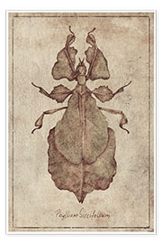 Plakat Phyllium Siccifolium