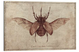 Magnettafel Eupatorus Gracilicornis