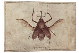 Magnettafel Cyrtotracheulus Dux