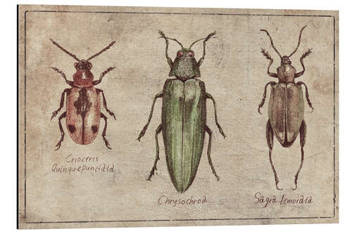 Alumiinitaulu Crioceris Quinquepunctata-Chrysochroa-Sagra Femorata