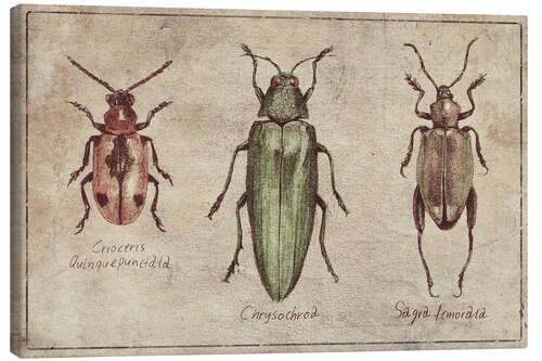 Tableau sur toile Crioceris Quinquepunctata-Chrysochroa-Sagra Femorata