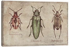 Canvas print Crioceris Quinquepunctata-Chrysochroa-Sagra Femorata