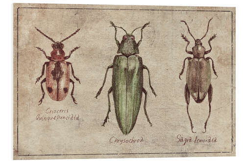 Foam board print Crioceris Quinquepunctata-Chrysochroa-Sagra Femorata