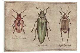 Magnettafel Crioceris Quinquepunctata-Chrysochroa-Sagra Femorata