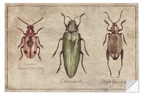 Vinilo para la pared Crioceris Quinquepunctata-Chrysochroa-Sagra Femorata