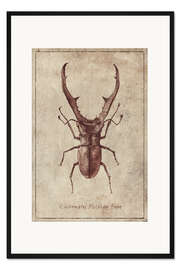 Gerahmter Kunstdruck Cyclommatus Metalifer Finae