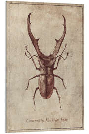 Magnettafel Cyclommatus Metalifer Finae