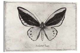 Aluminium print Ornithoptera Radiance